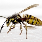 Ce facem în caz de înțepături de albine sau viespi?
